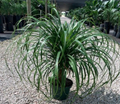 8" Palm Ponytail Guatemalensis 